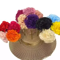 Maxi Clavel
